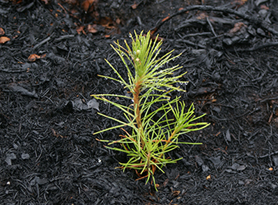 Nyplanterad planta på bränt hygge