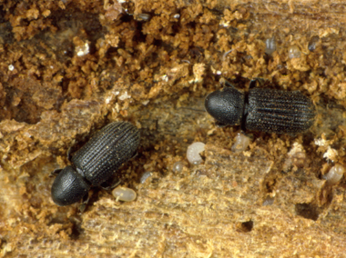Granbastborre (Hylastes cunicularius) i modergång med ägg