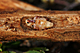 Snytbaggepuppa (Hylobius abietis)