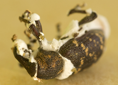 Död snytbagge, angripen av svampen Beauveria bassiana