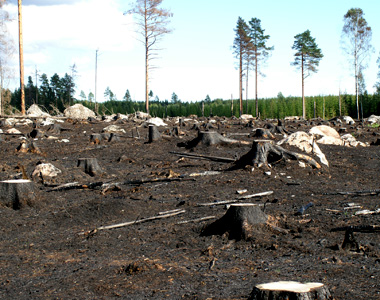 Färskt bränt hygge i norra Uppland