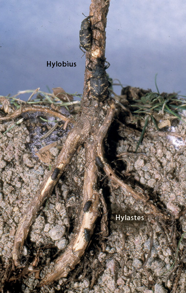 Snytbaggar (ovan jord) och svarta bastborrar (under jord) på en planta