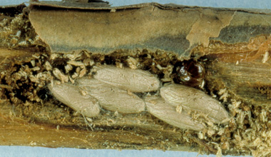 Kokonger av Bracon hylobii i snytbaggeangripen rot
