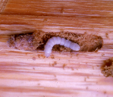 Parasitlarv i puppkammare