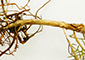 Gnag av svart bastborre (Hylastes) på Conniflex-planta