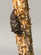 Snytbagge (Hylobius abietis). Foto: Claes Hellqvist, SLU