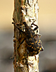 Snytbagge (Hylobius abietis)