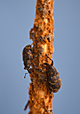 Snytbagge (Hylobius abietis)